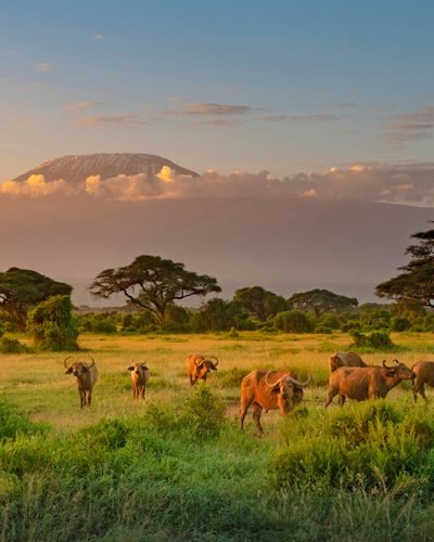 Journey Beyond_Mount Killimanjaro, Kenya