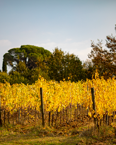 Castelfalfi_Autumn