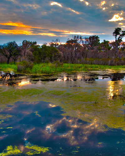 Compass Signature_Pantanal landscape