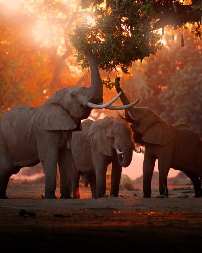Journey Beyond_Elephant_Mana Pools