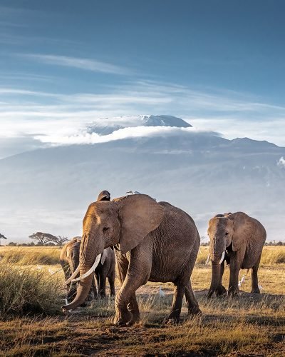 Journey Beyond__African Elephants_Kilimanjaro