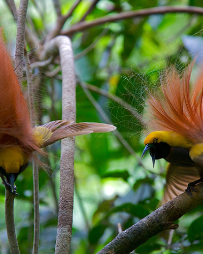 Exclusive Travel Group_birds