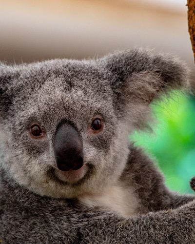Exclusive Travel Group_coala