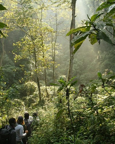 Journey Beyond_Gorilla Trekking