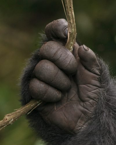 Journey Beyond_Adult gorilla_Rwanda