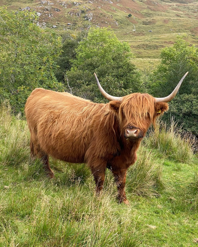 Kilchoan_buffalo