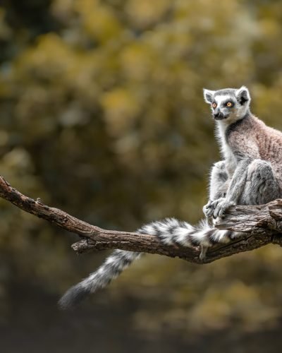 Journey Beyond_Ring-tailed lemur