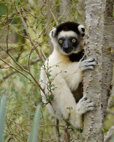 Journey Beyond_Verreaux's sifaka_Madagascar
