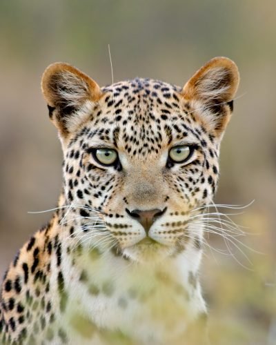 Journey Beyond_Leopard_Kalahari desert, South Africa