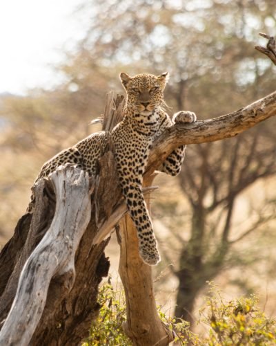 Journey Beyond_leopard