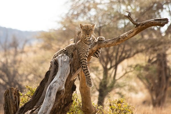 Journey Beyond_leopard