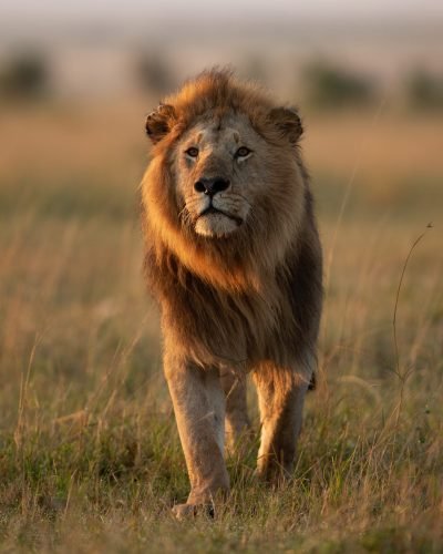 Journey Beyond__Lion_Savanah_Kenya