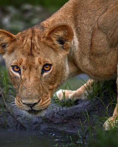 Journey Beyond__Lion