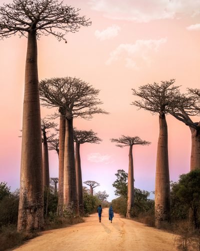 Journey Beyond__Allee des Baobabs