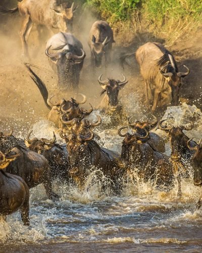Journey Beyond__Wildebeests_Kenya