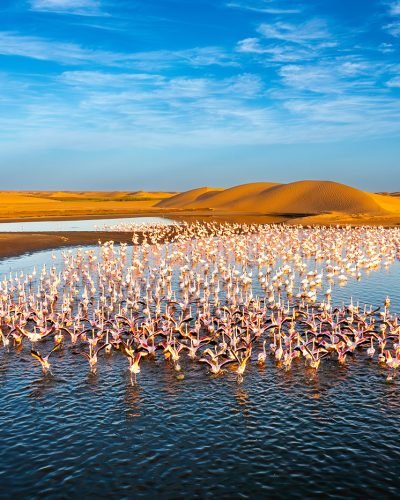 Journey Beyond__Flamingos_Namibia