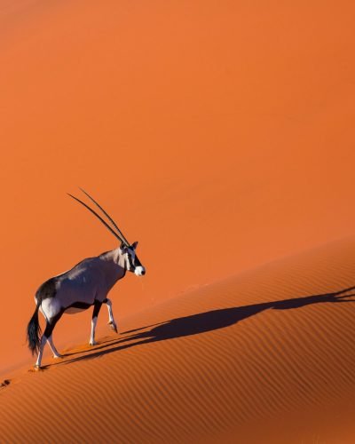 Gemsbok or