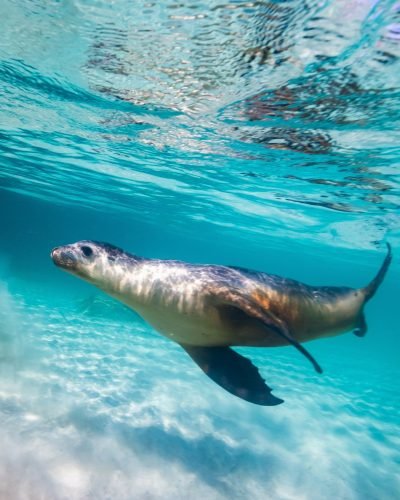 Exclusive Travel Group_Sea lion_Australia