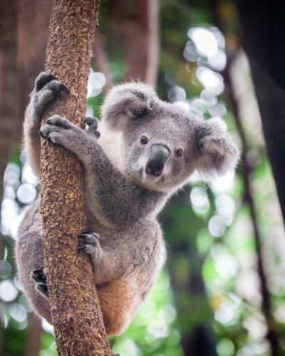Exclusive Travel Group_koala