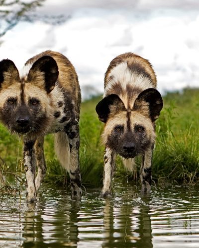 Journey Beyond_AFRICAN WILD DOG_NAMIBIA